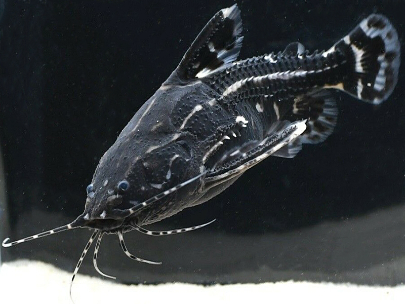 Acanthodoras spinosissimus  (Eigenmann & Eigenmann, 1888)